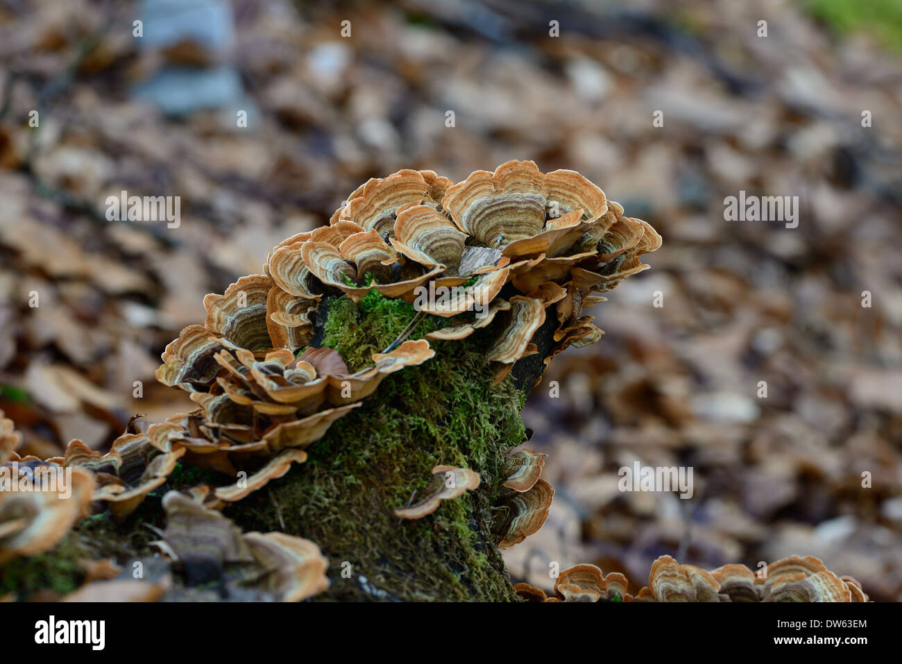 Fistulina Hepatica AKA Beefsteak Pilz Stockfoto