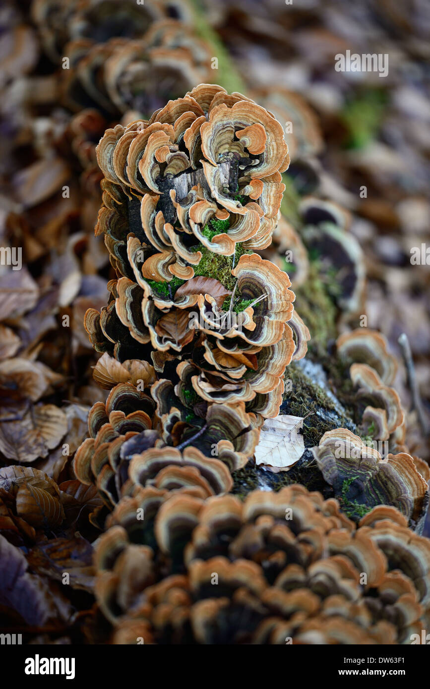 Fistulina Hepatica AKA Beefsteak Pilz Stockfoto