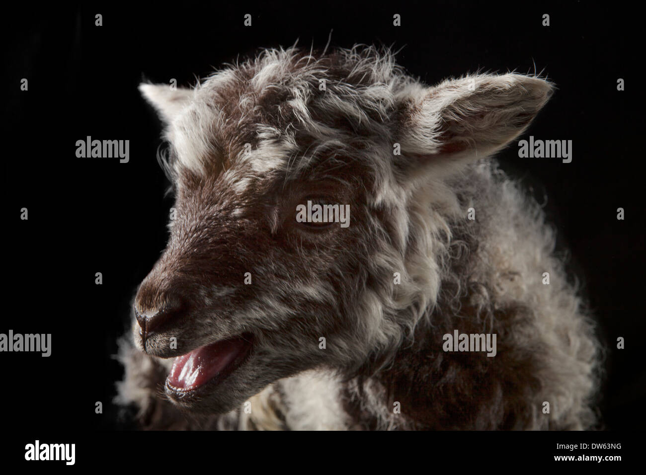 Baby Lamm Porträt, Chaffin Farmen, California Stockfoto