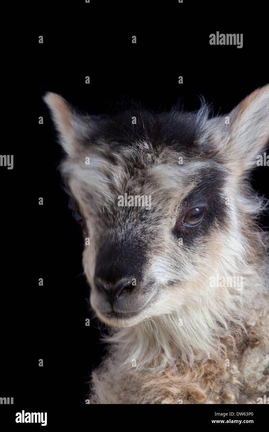 Baby Lamm Porträt, Chaffin Farmen, California Stockfoto