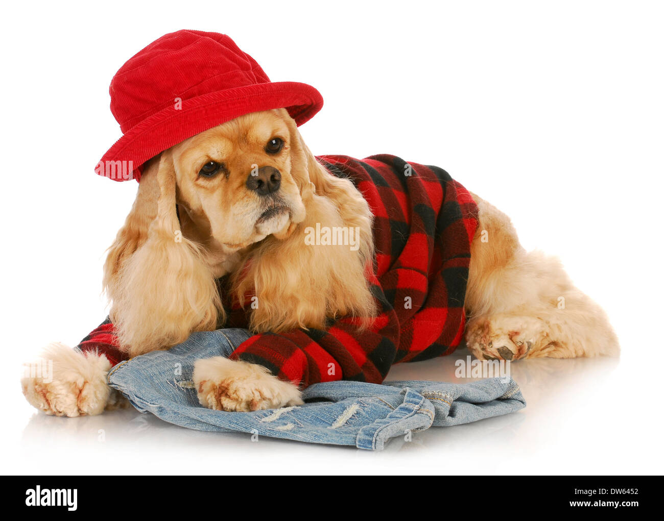 niedlichen Hund mit rotem Hut und kariertes Hemd - amerikanischer Cockerspaniel Stockfoto