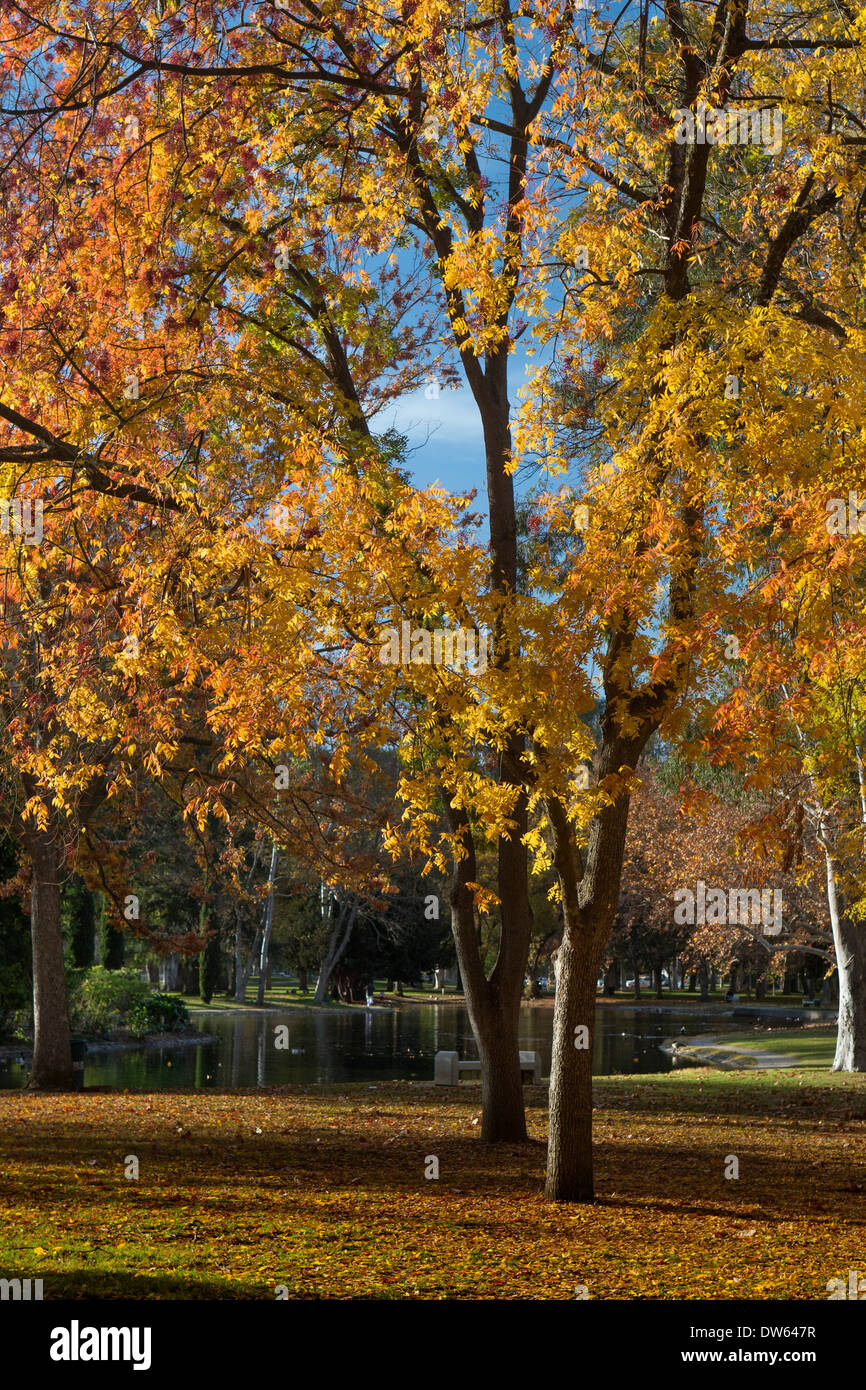 Farben des Herbstes in William Land Park, Sacramento, Kalifornien. Stockfoto