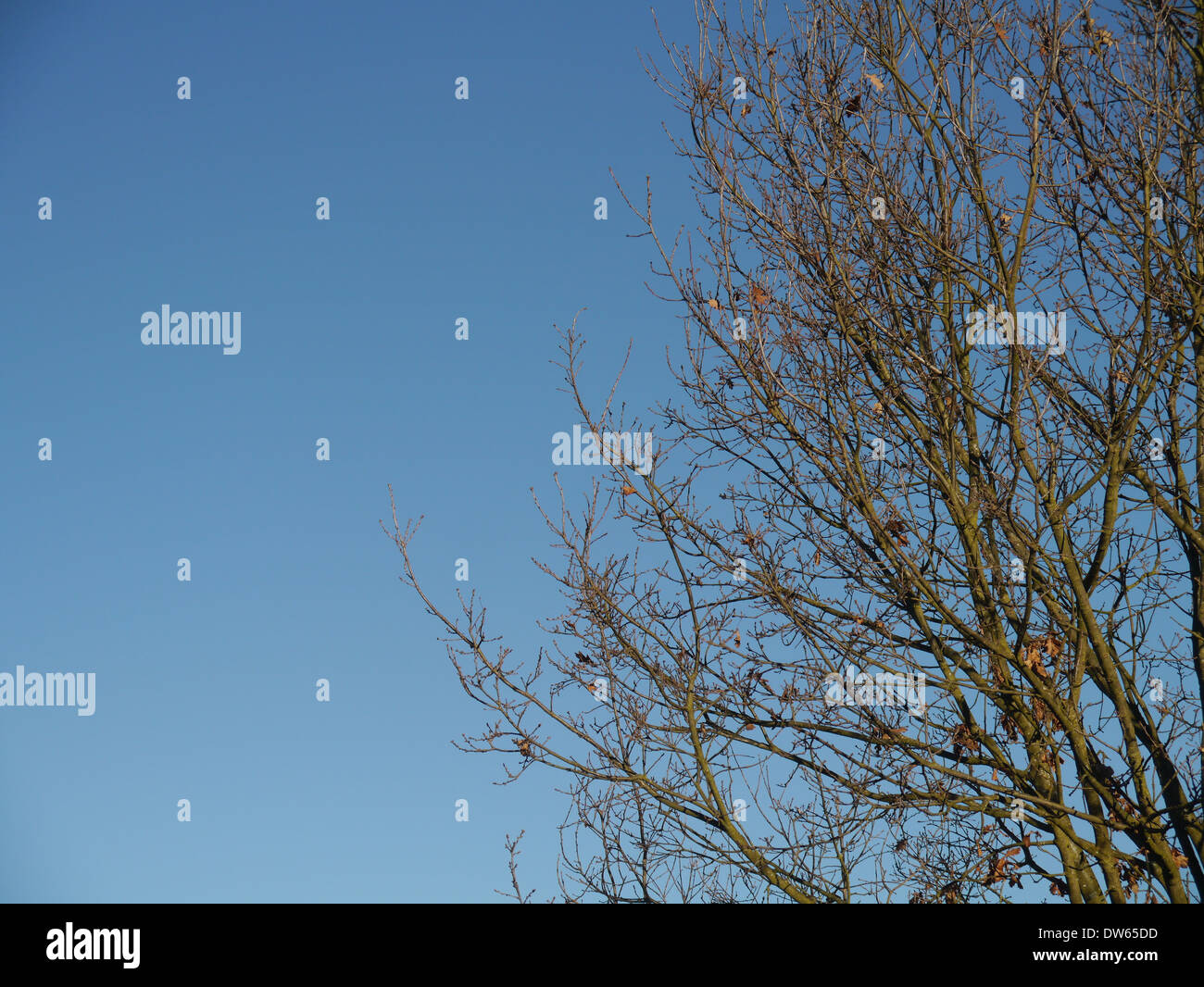 Englische Eiche im Winter / Quercus Robur / Stiel-Eiche Im Winter Stockfoto