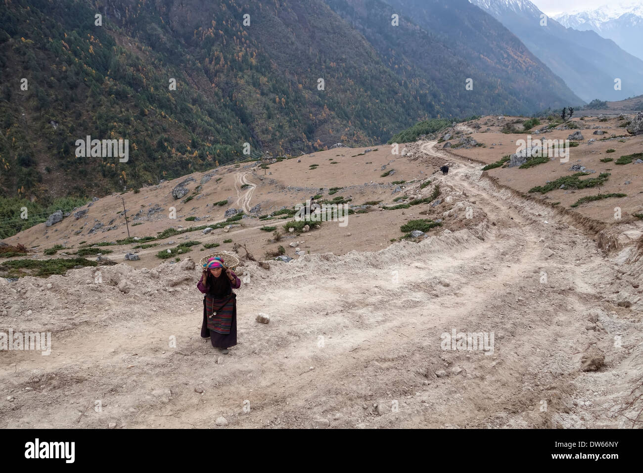 Frau Korb zu Fuß auf einer neu gebauten Straße im Tsum Valley, Nepal. Stockfoto