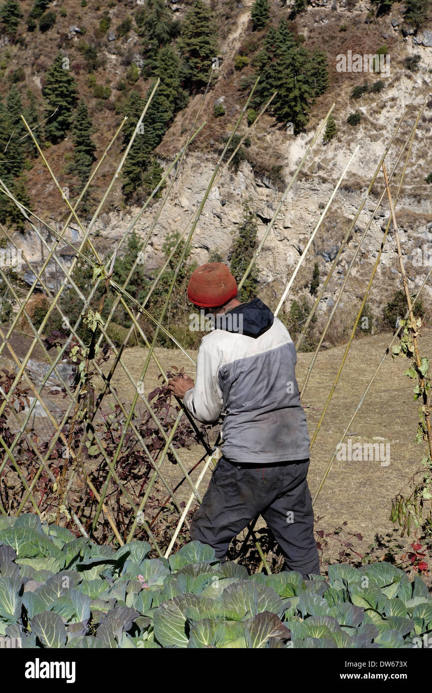 Bauen ein Bambuszaun im Dorf Lihi, Nepal. Stockfoto