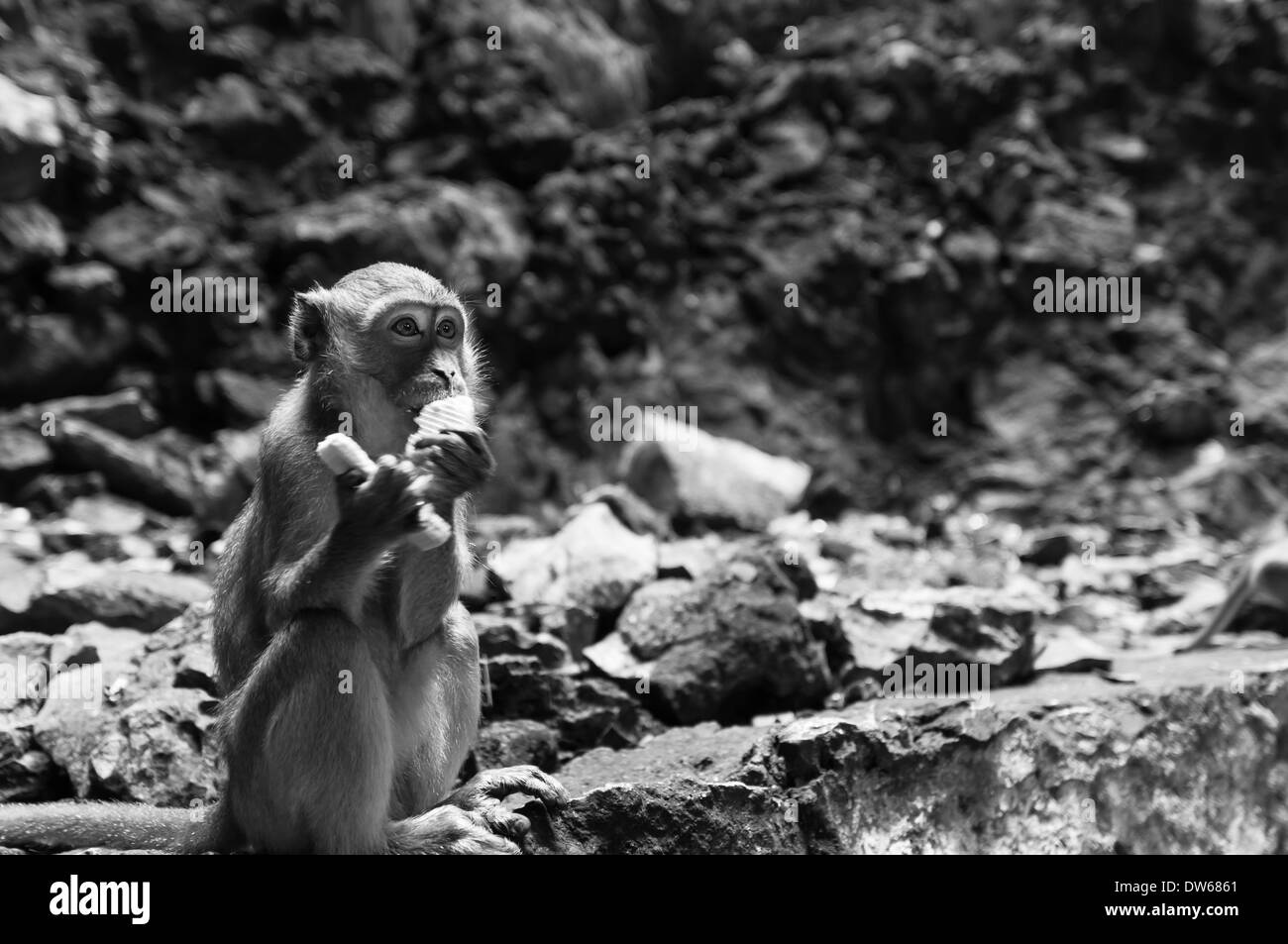 Höhle Affen in den Batu-Höhlen in Kuala Lumpur. Stockfoto