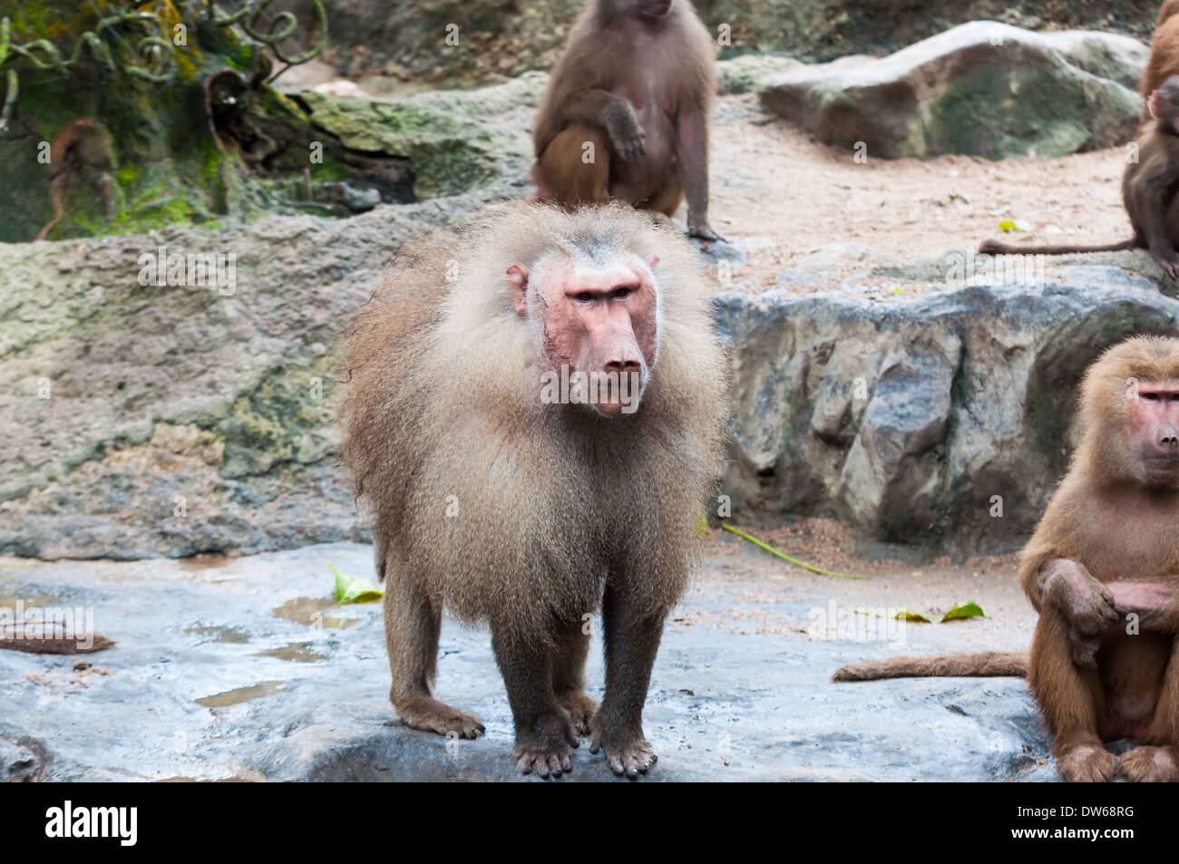 Ugly ape -Fotos und -Bildmaterial in hoher Auflösung – Alamy, حجم الصورة 1300x953