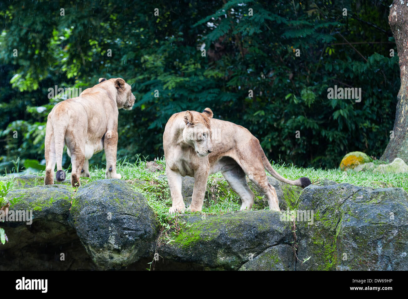 Zoo Lion Enclosure Stockfotos und bilder Kaufen Alamy