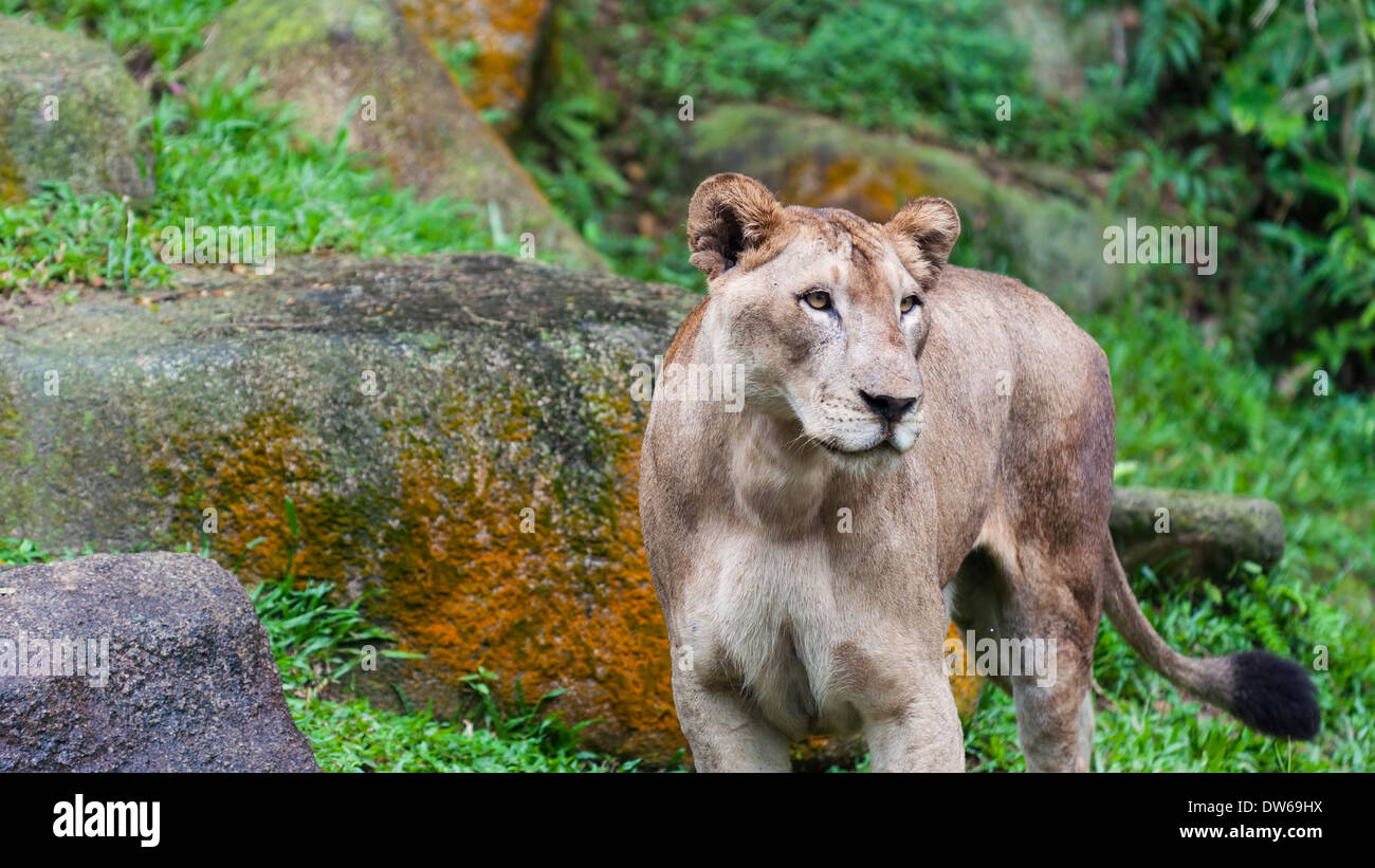 Ein weiblicher Löwe (Panthera Leo) sieht ihr Gehege im Zoo von Singapur. Stockfoto