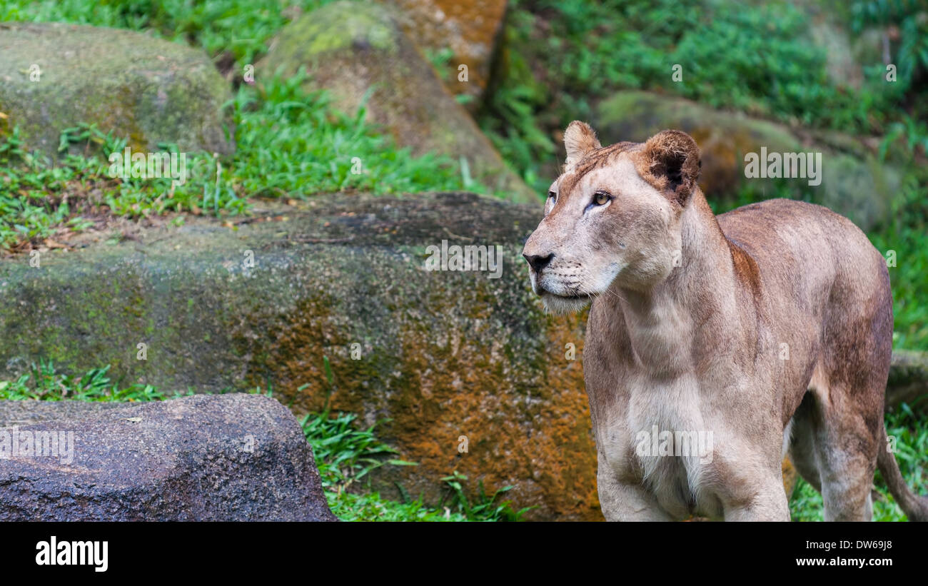 Zoo Lion Enclosure Stockfotos und bilder Kaufen Alamy