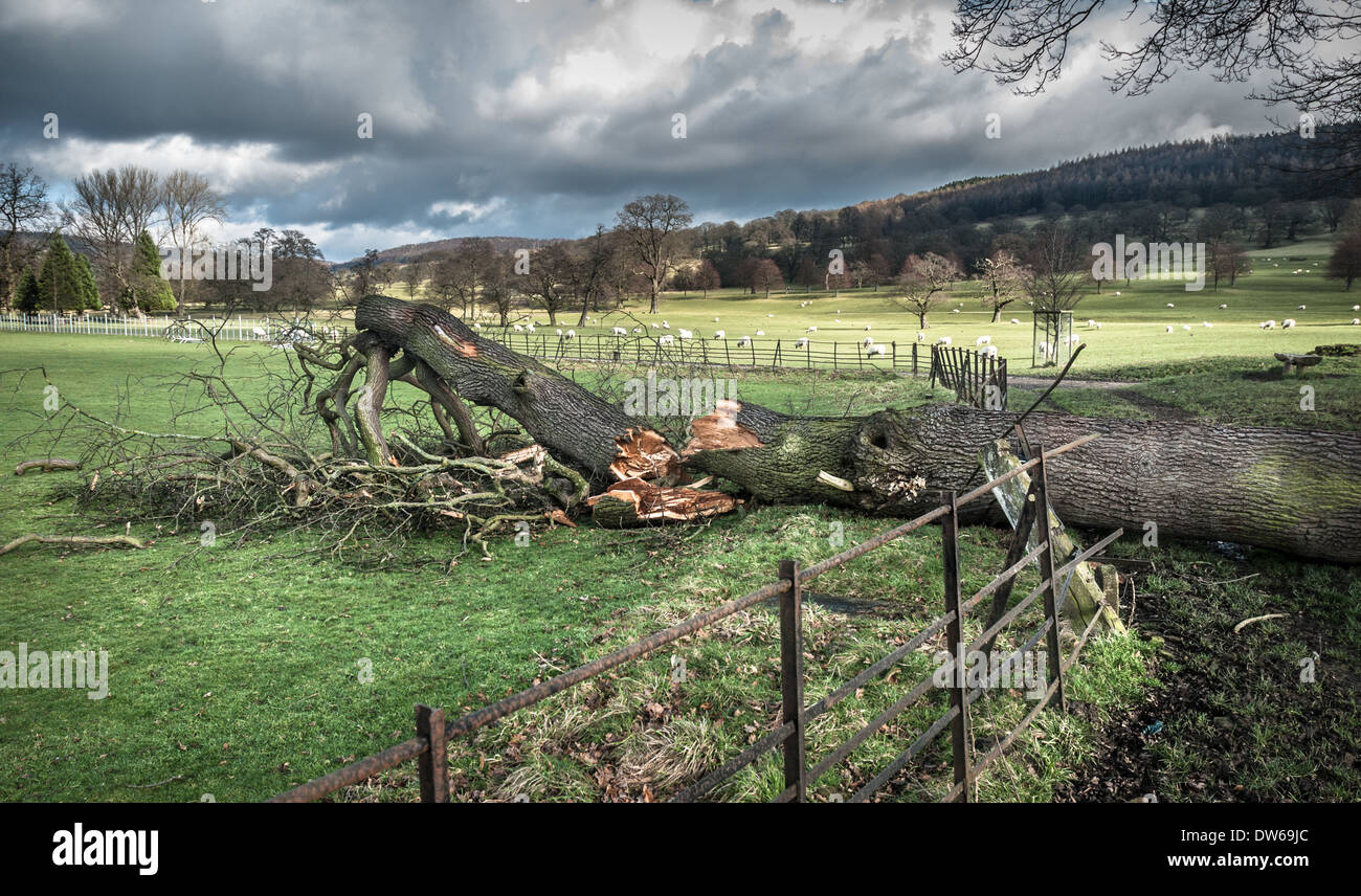 Großen umgestürzten Baum zertrümmert durch Eisenzaun auf dem Chatsworth Anwesen, Derbyshire. Stockfoto