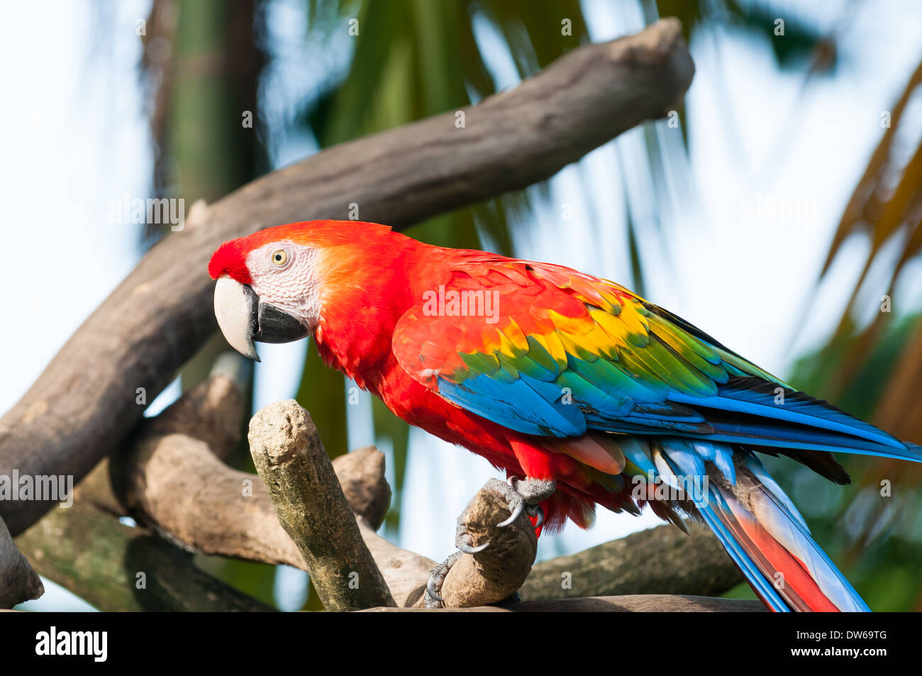 Hellroten Aras (Ara Macao) im Jurong Bird Park in Singapur. Stockfoto