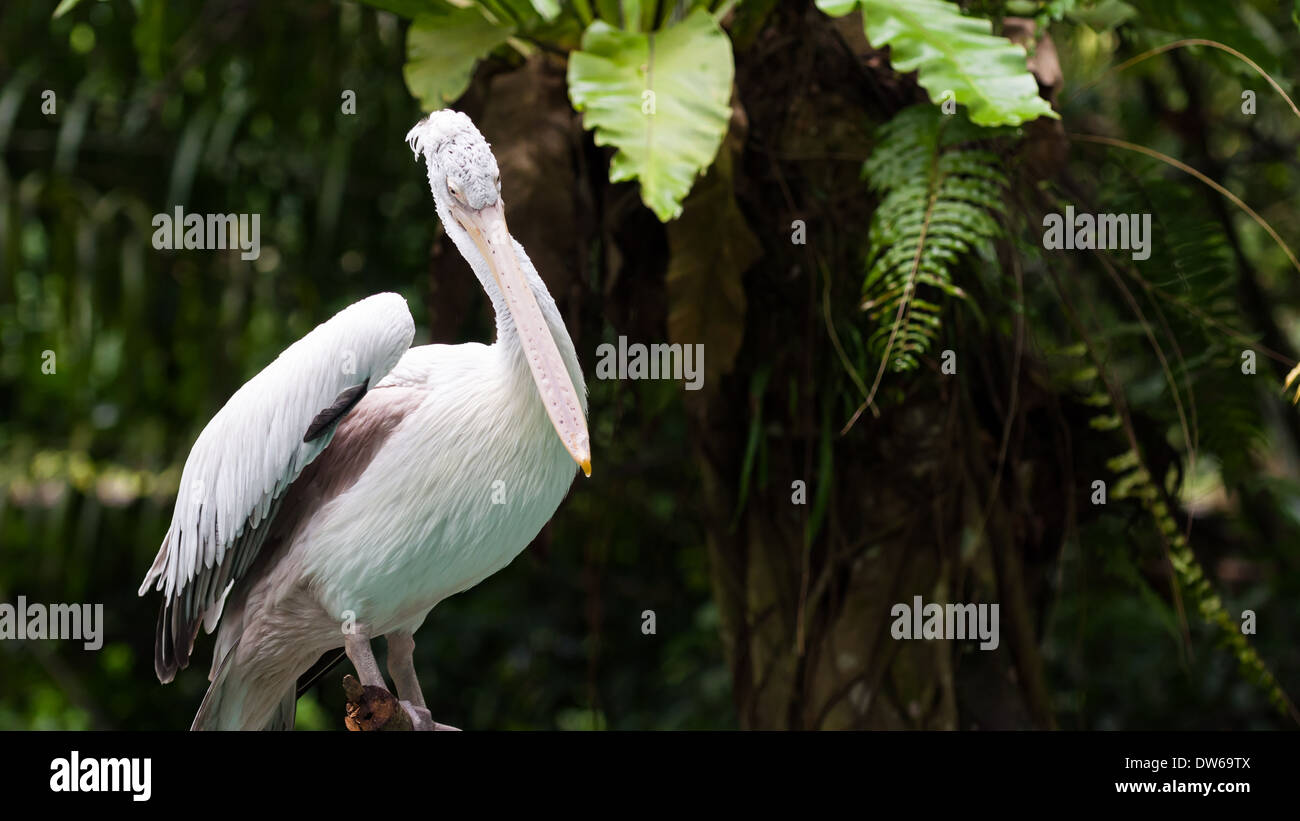 Spot-billed Pelikan im Zoo von Singapur. Stockfoto