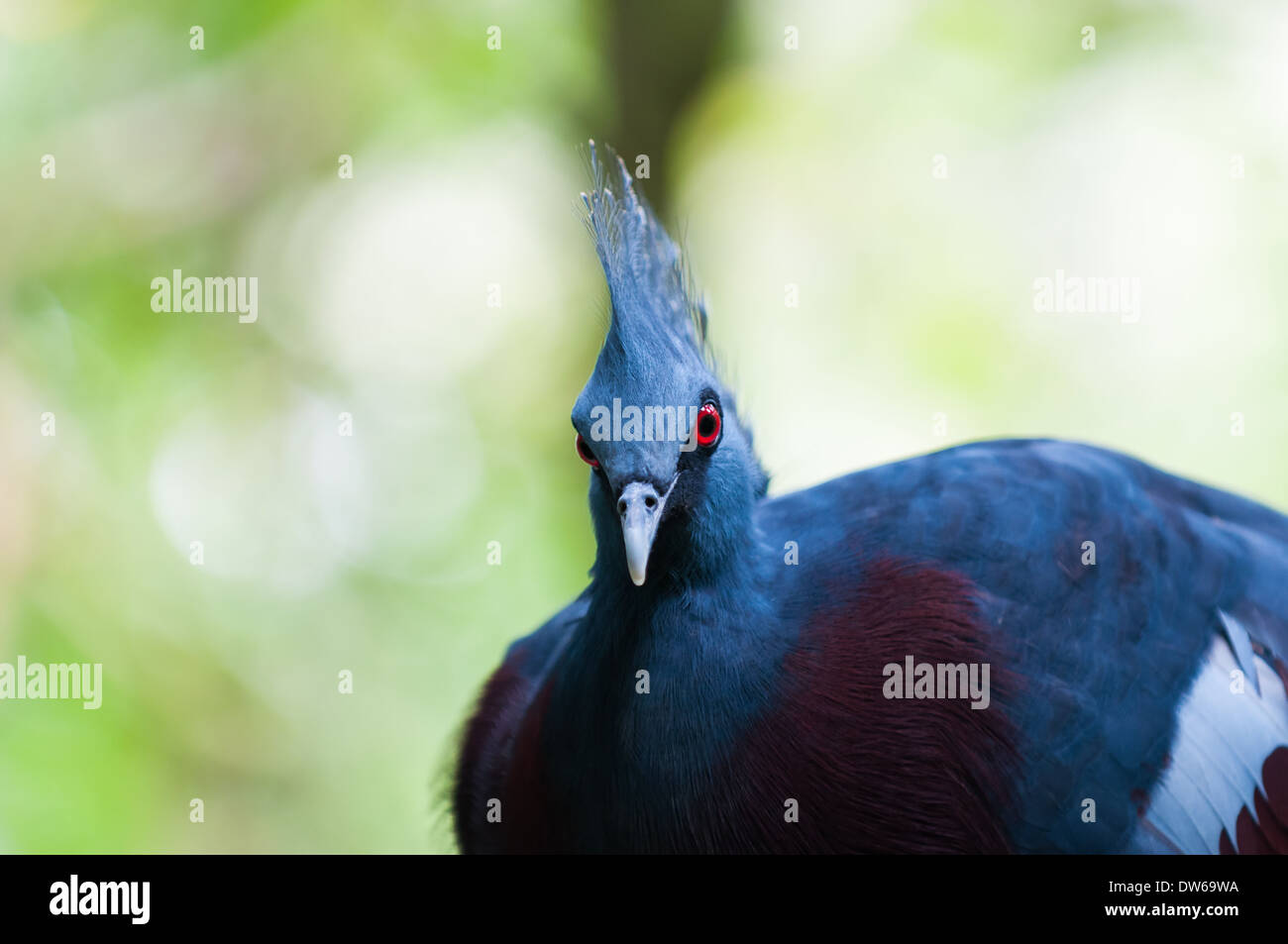 Victoria gekrönte Taube (Goura Victoria) in Jurong Bird Park in Singapur. Stockfoto