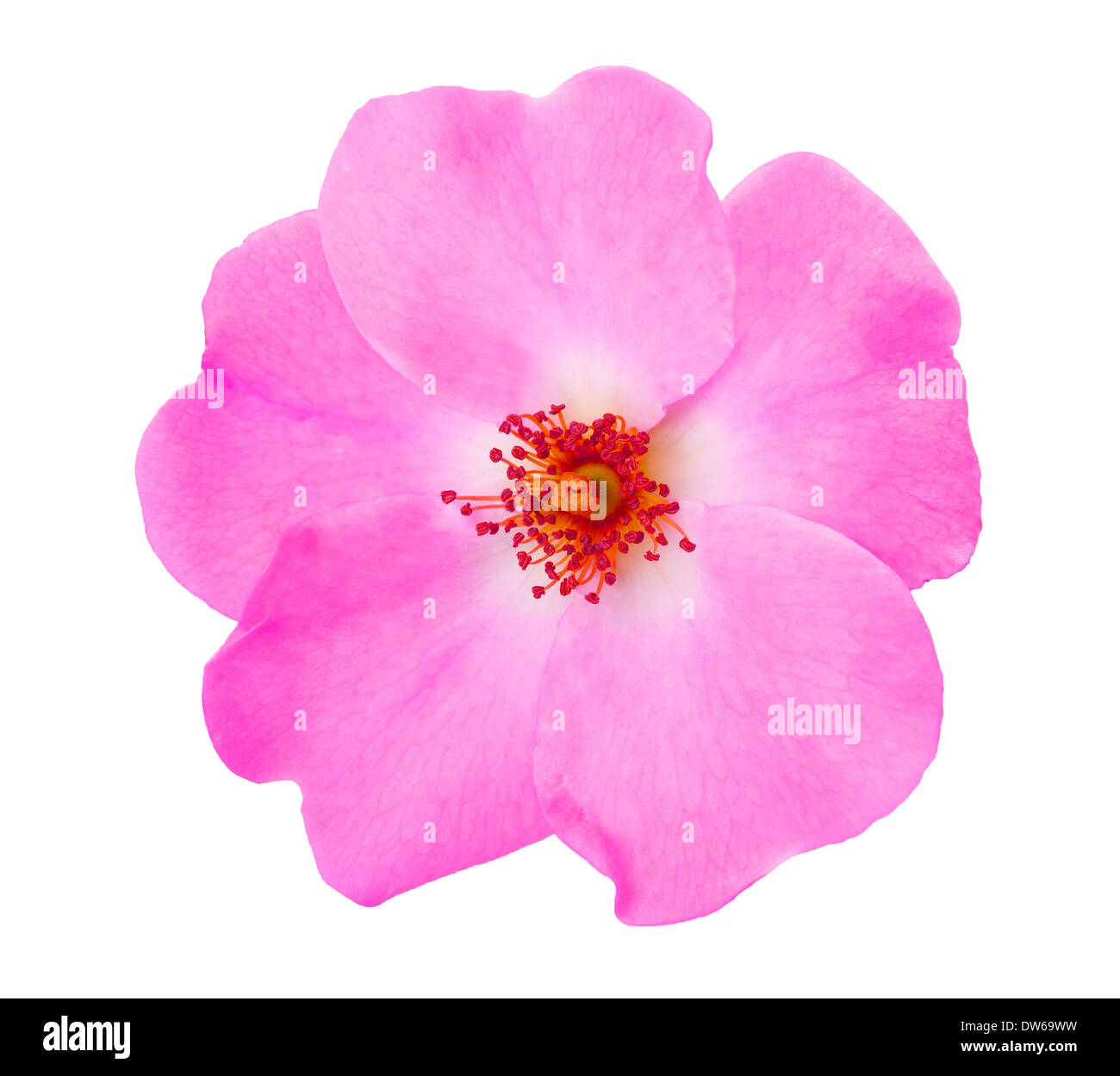 Rose rosa Blume isoliert auf weiss Stockfoto