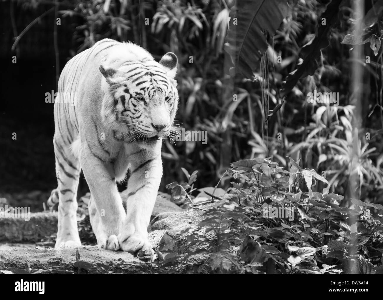 Weiße Bengal Tiger im Zoo von Singapur. Stockfoto