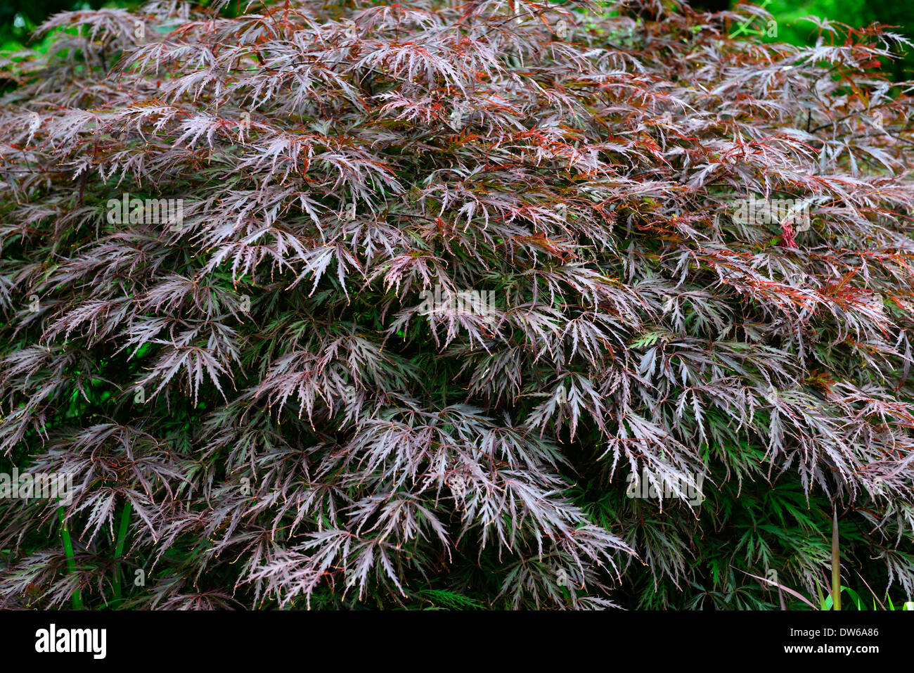 Acer Palmatum Dissectum Garnet lila Laub Sträucher orientalische Ahorne japanische Laub Blätter Baum Stockfoto