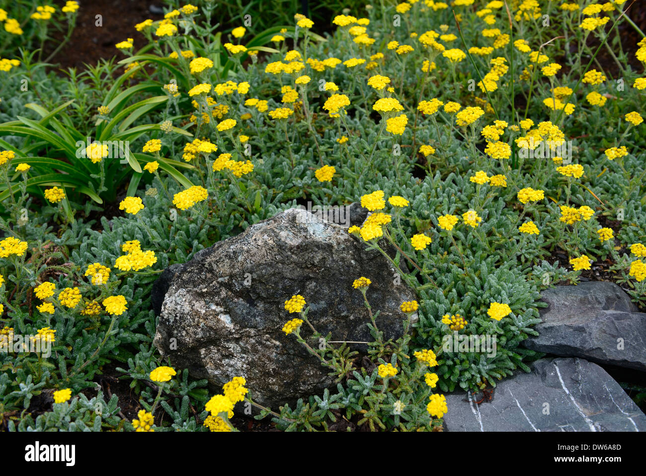 Achillea Tomentosa Maynards Gold gelbe Blumen Blume Blüte mehrjährige wollig Schafgarbe Erdbeerbaum- Stockfoto