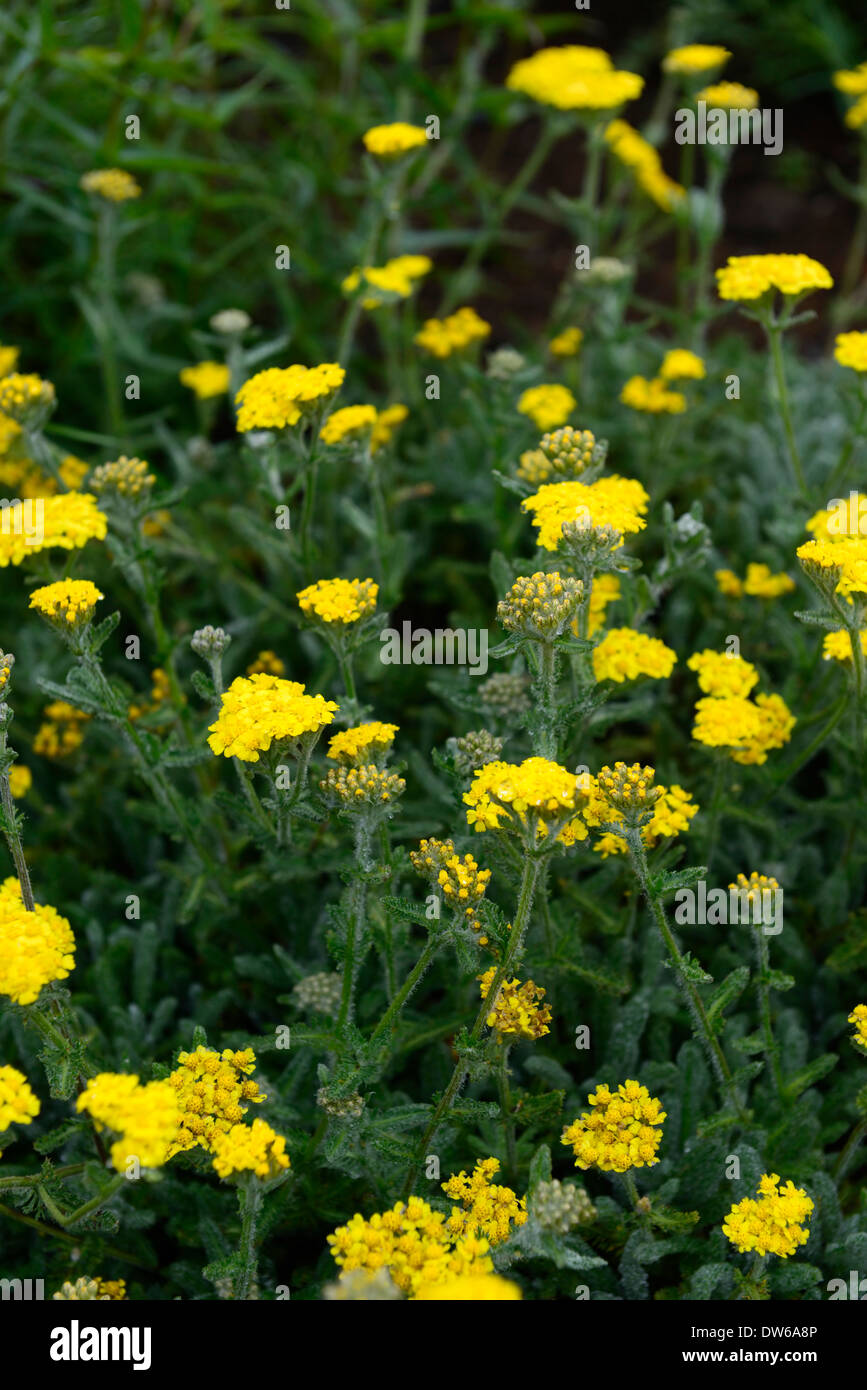 Achillea Tomentosa Maynards Gold gelbe Blumen Blume Blüte mehrjährige wollig Schafgarbe Erdbeerbaum- Stockfoto