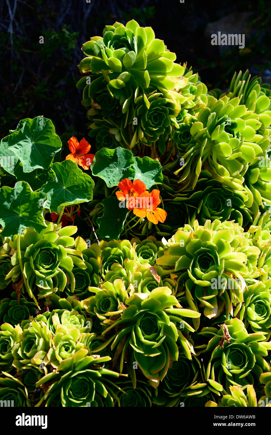 Alcatraz Garten Aeonium Kapuzinerkresse orange Blumen Blume Blüte Gefängnis Justizvollzugsanstalt Insel Farbe bunte Farbe Stockfoto