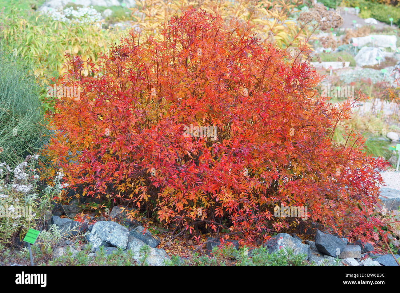 Sonnige Colofrul Tag im Herbst Laub Botanischer Garten Wrocław Stockfoto
