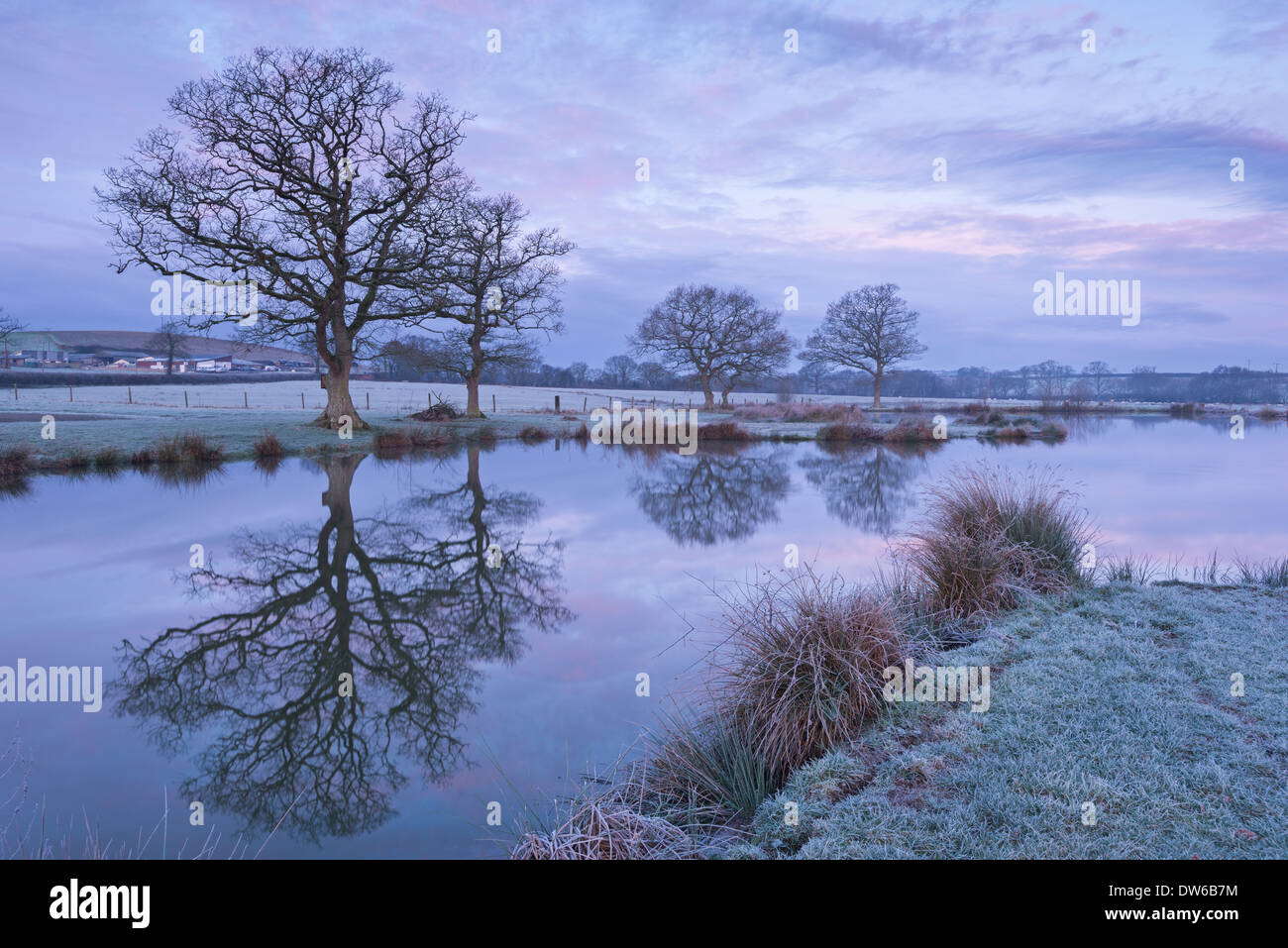 Frostigen Wintermorgen neben einem ländlichen Teich, Morchard Road, Devon, England. Winter (Januar) 2014. Stockfoto