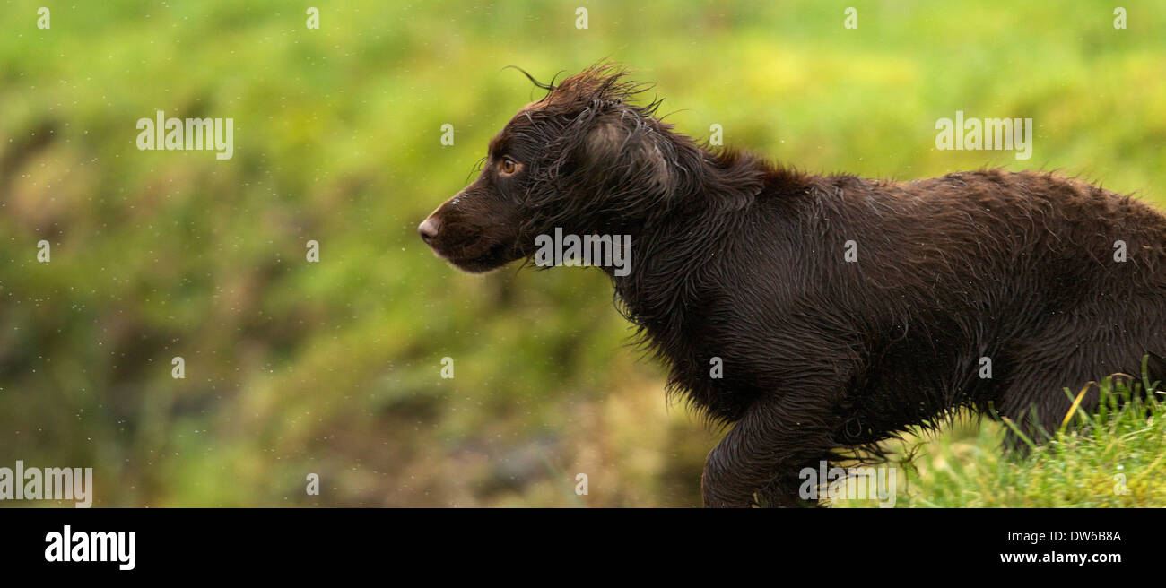 Working cocker spaniel zum Abrufen von fokussiert Stockfoto