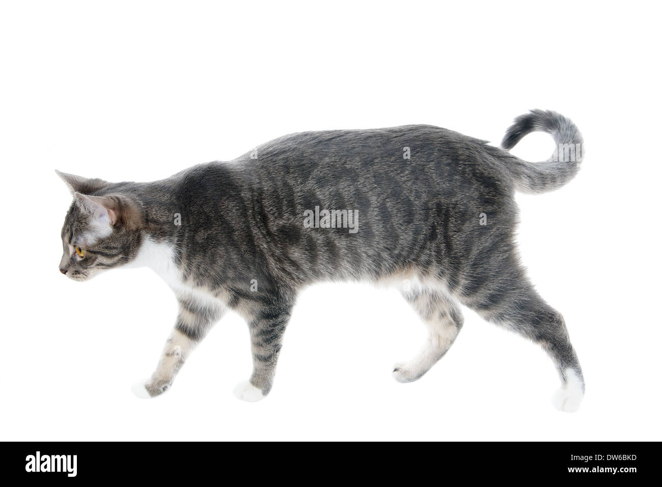 Silber grau Tabby Katze auf der Pirsch, isoliert auf weißem Hintergrund Stockfoto