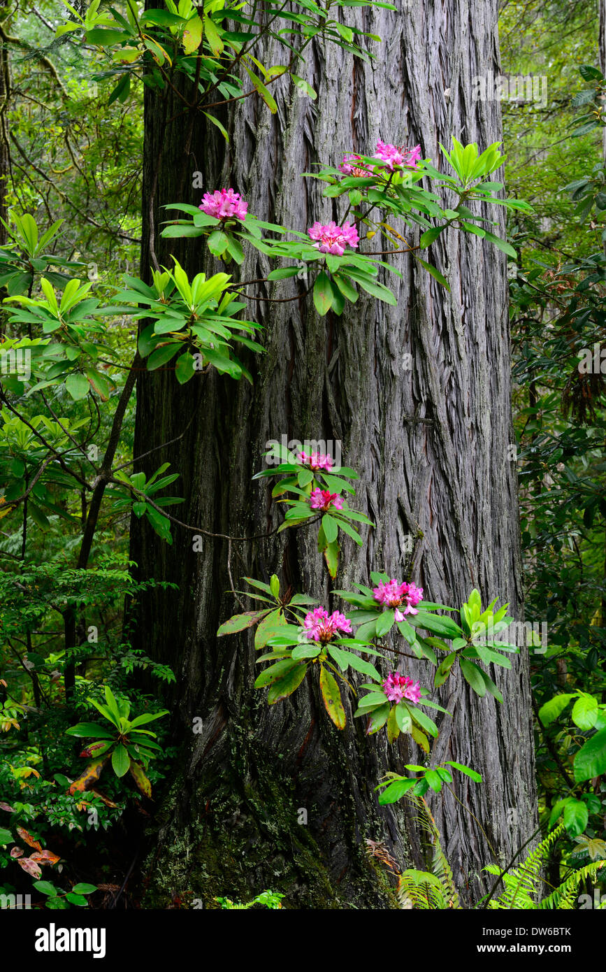 Rhododendron Rhododendron Blten blhen Redwood Stamm del Norte coastal  Redwoods Wald dichten wuchs Blte Stockfotografie - Alamy