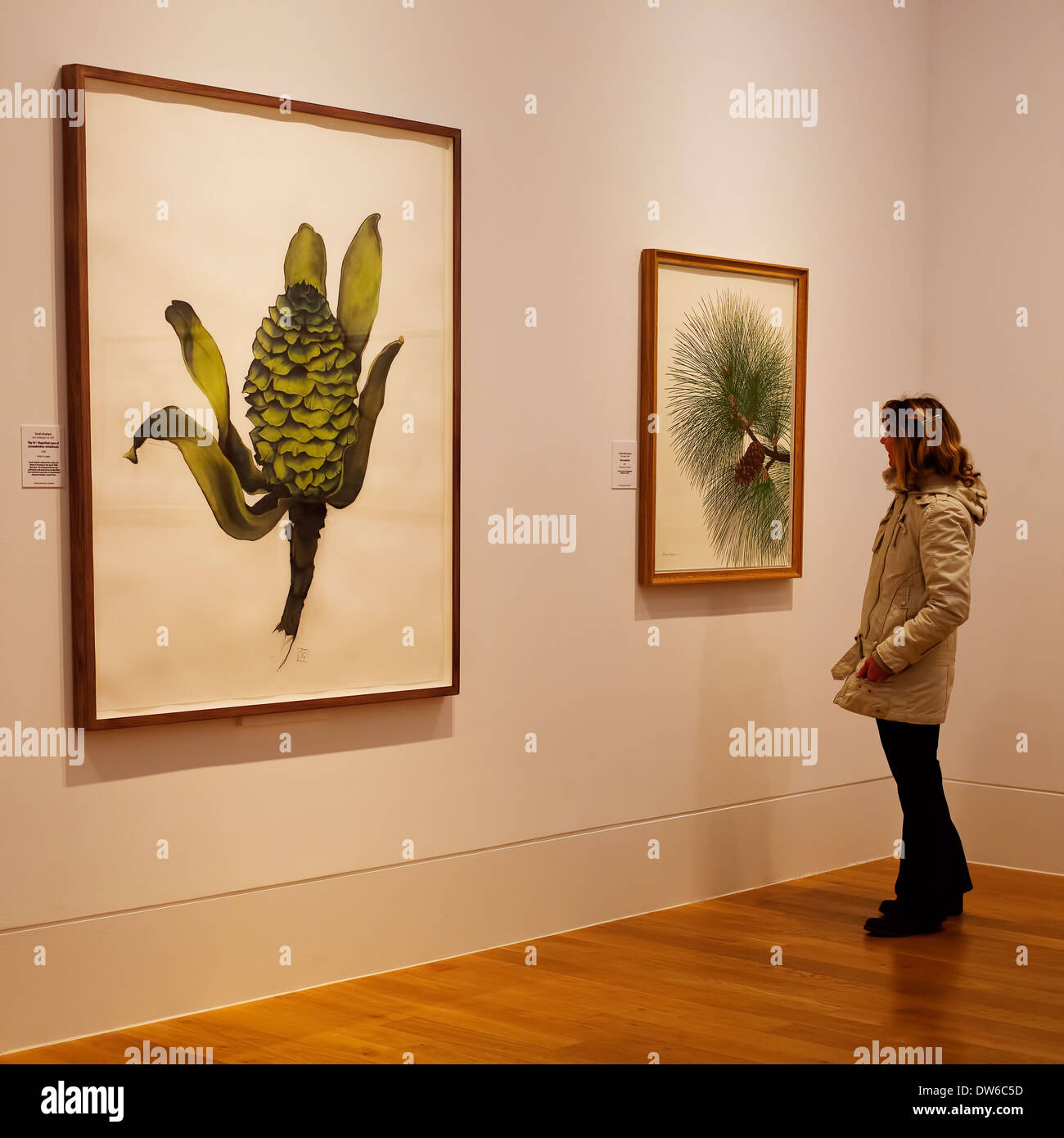 Blick auf botanische Kunst Stockfoto