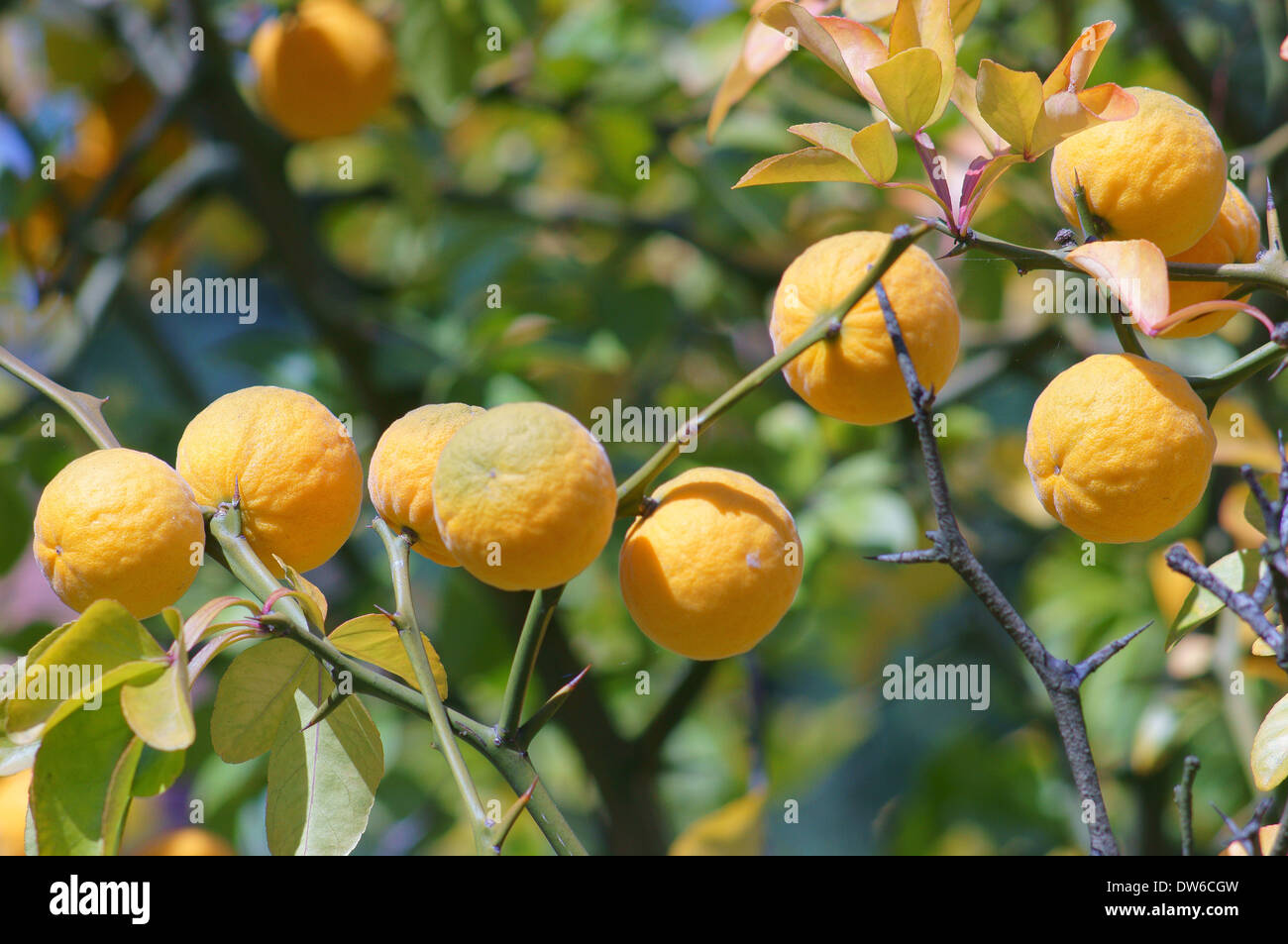 Zählig orange Bitter Orange hardy orange Früchte Poncirus trifoliata Stockfoto