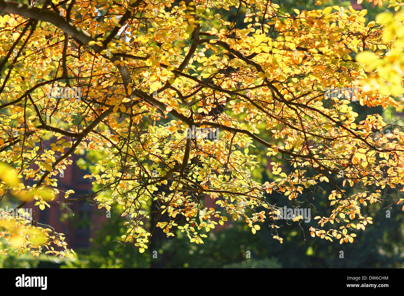 Gelbe Baum Zweig Herbstsonne hinterleuchtet Stockfoto