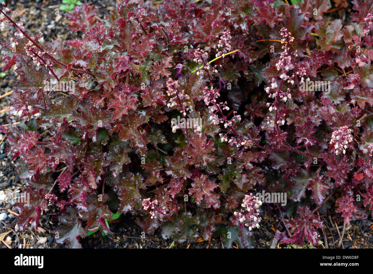 Heuchera crimson locken Pflanze Porträts lila rosa Laub Blätter Stauden lockiges altertümlichste Bodendecker Bodendecker Stockfoto