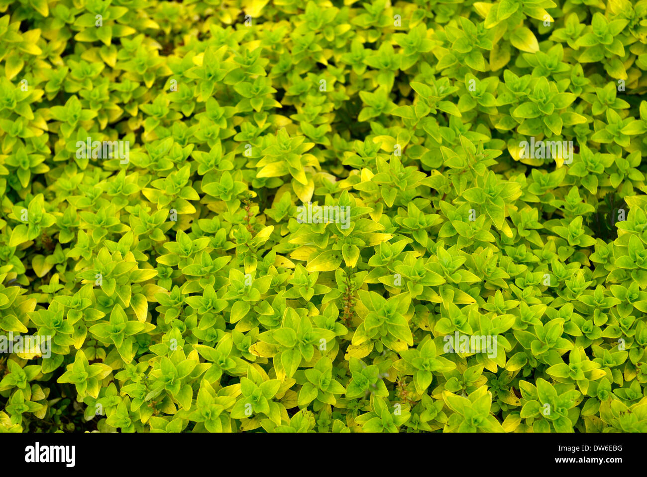 Origanum Vulgare Aureum golden grün Blätter Laub Kräuter kulinarische essbare Majoran aromatisch duftenden duftenden Stockfoto