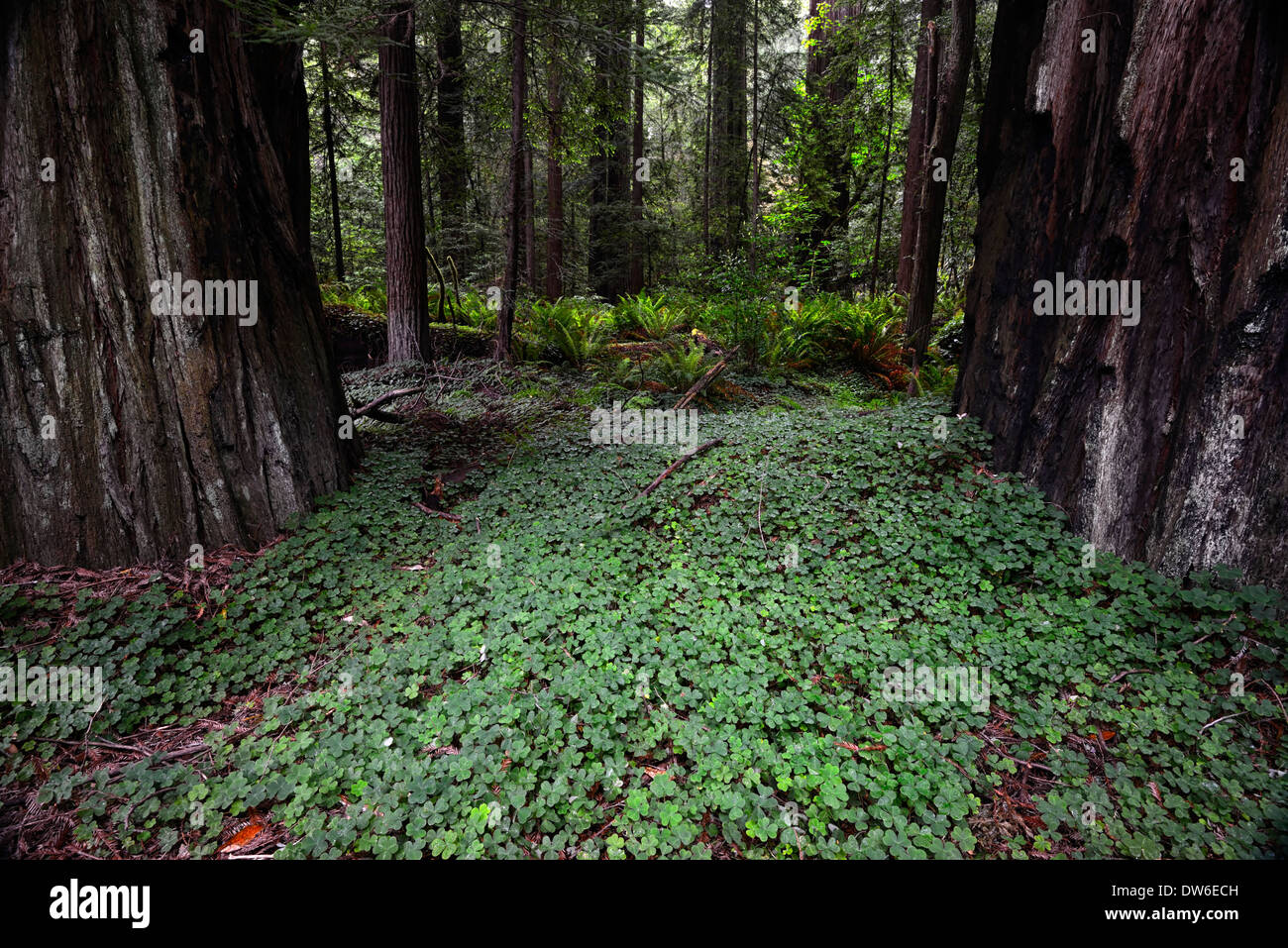Oxalis Oregana Sauerklee dichten Bodendecker Bodendecker Wald Boden del Norte Redwood Wald redwoods Stockfoto