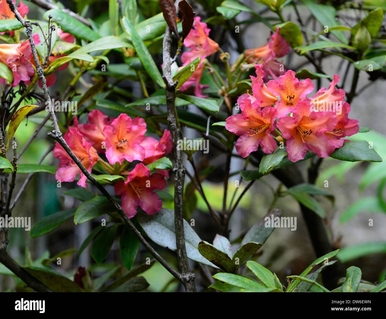 Rhododendron Dichroanthum Scyphocalyx rosa orange Blumen Blume Blte  immergrne Bltter Laub Baum Bume Stockfotografie - Alamy