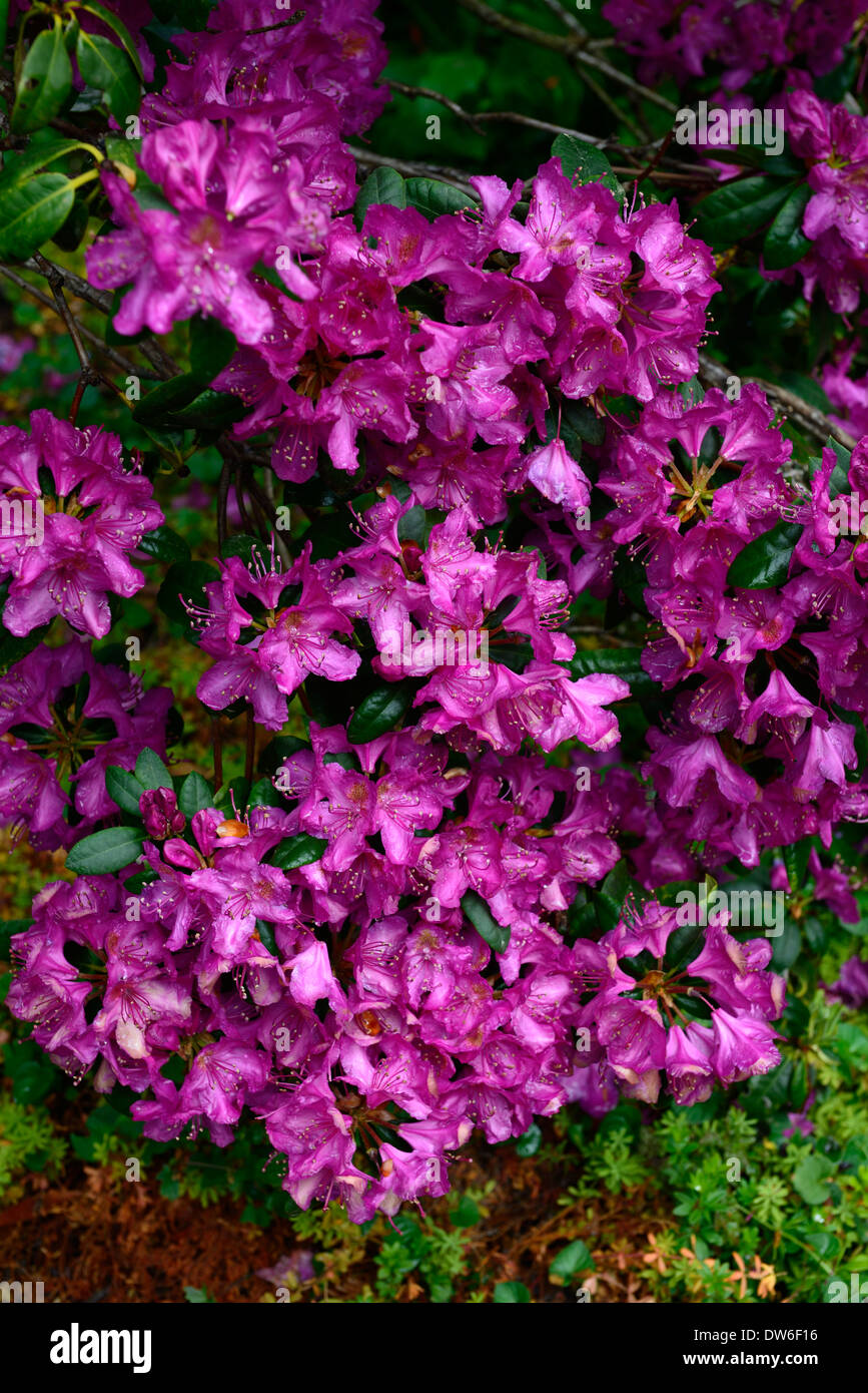 Rhododendron Blätter royal lila Blumen Blume Blüte immergrüne Laub Baum Bäume Stockfoto