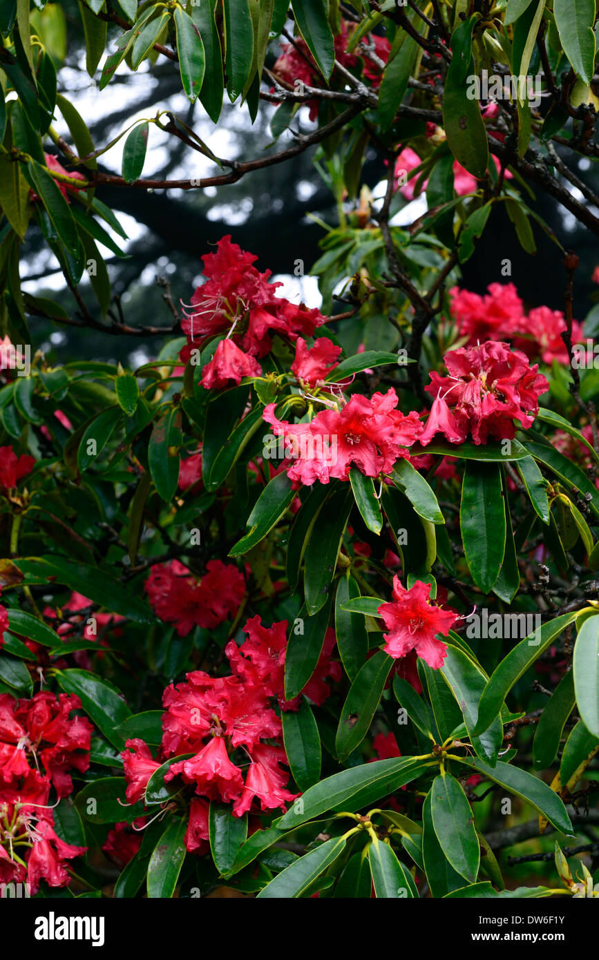 Rhododendron ehrenvolle Jean Marie de Montague rote Blumen Blume Blüte Evergreen grüne Blätter Laub Baum Bäume Stockfoto