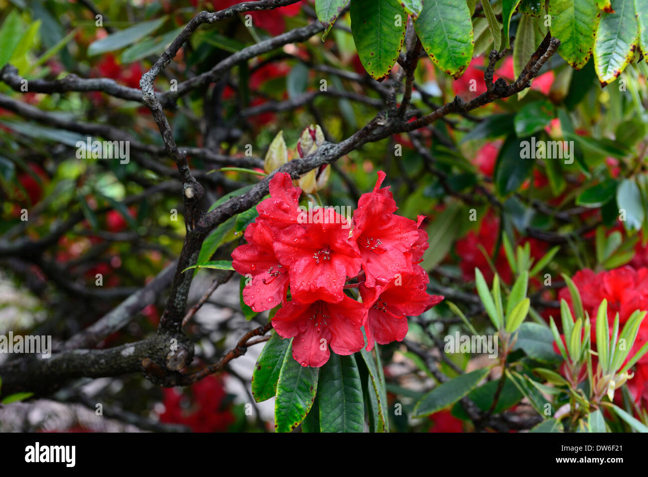 57+ Rote Blüte Strauch, Bei uns finden sie eine auflistung mit 20