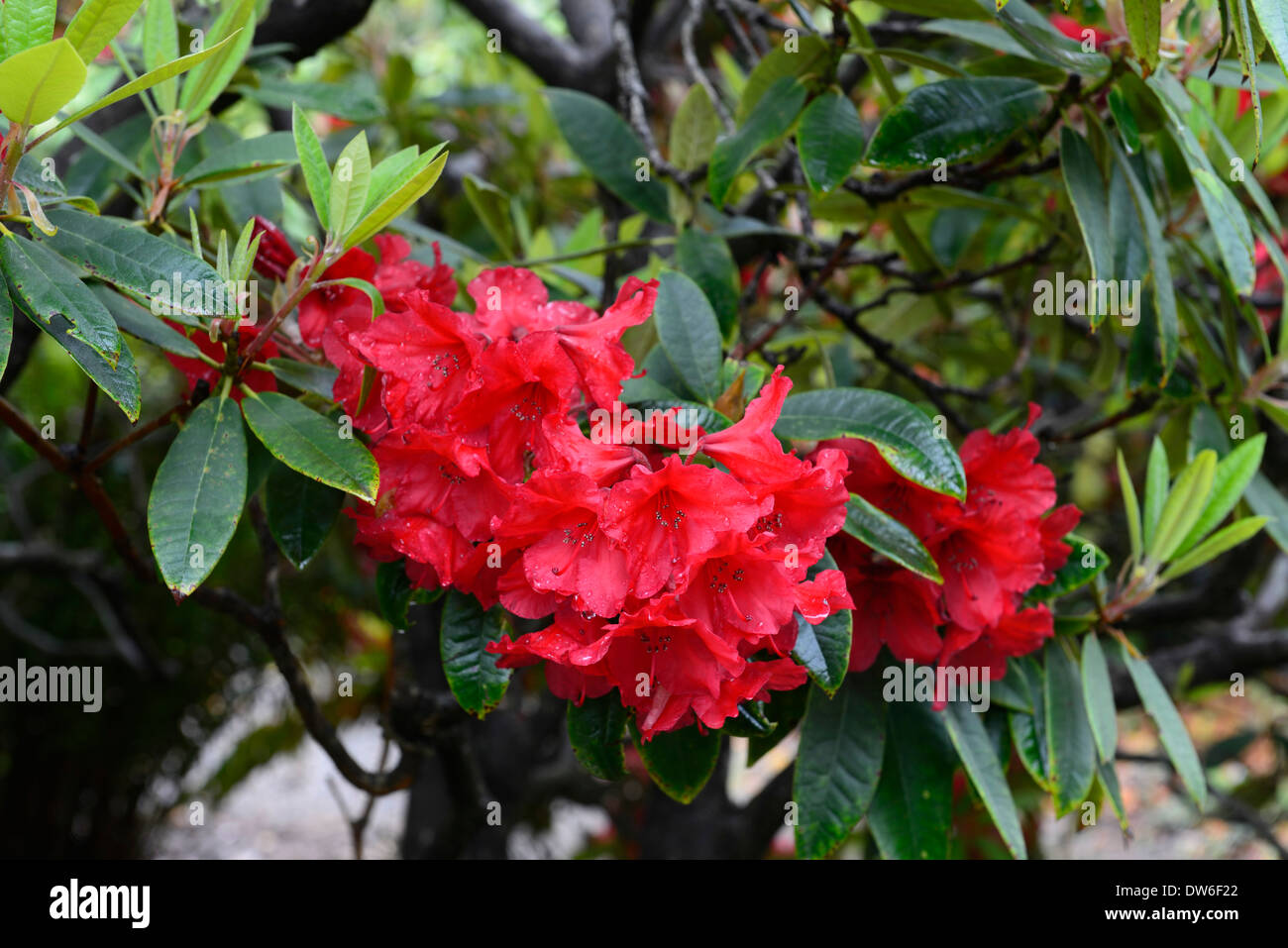 Baum mit roten blumen -Fotos und -Bildmaterial in hoher Auflösung – Alamy