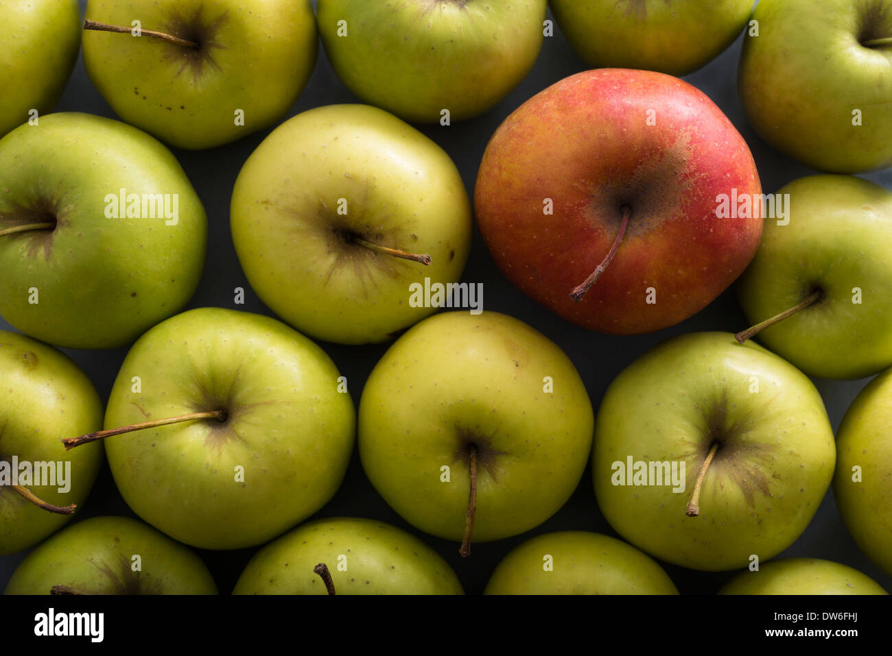 Ein roter Apfel, grünen Äpfeln. Sich abheben von der Masse Stockfoto