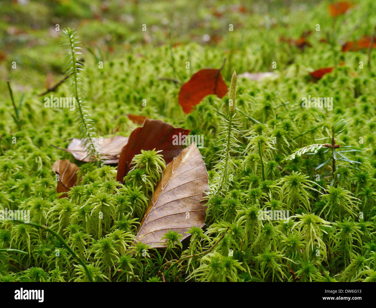 Blätter steifere Bärlappen in einem Feld von Torfmoos und Buche Stockfoto