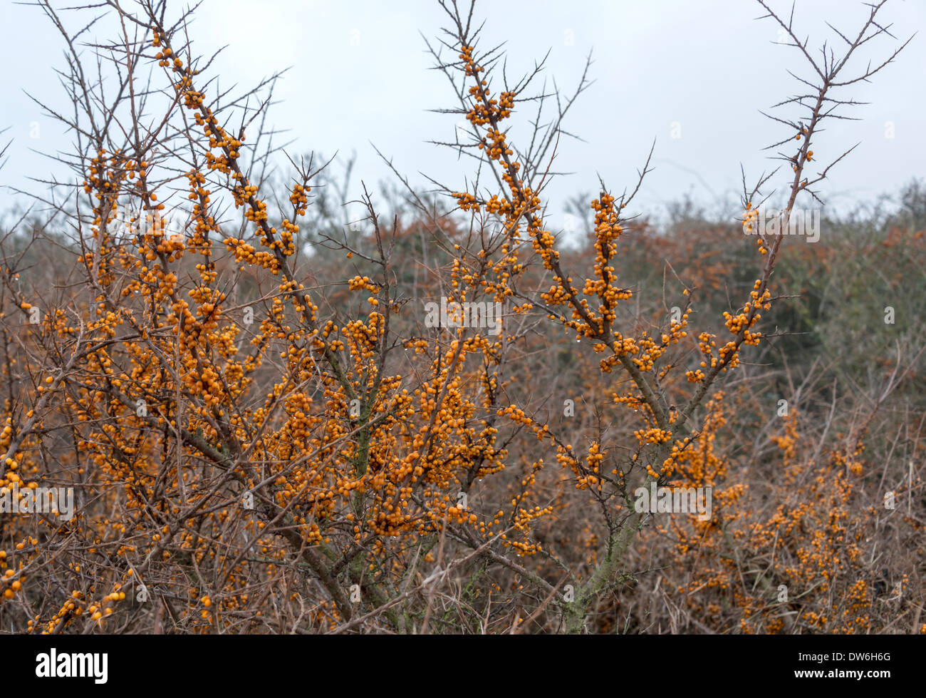 Buckhorn Pflanze mit orange Beeren und blauer Himmelshintergrund Stockfoto