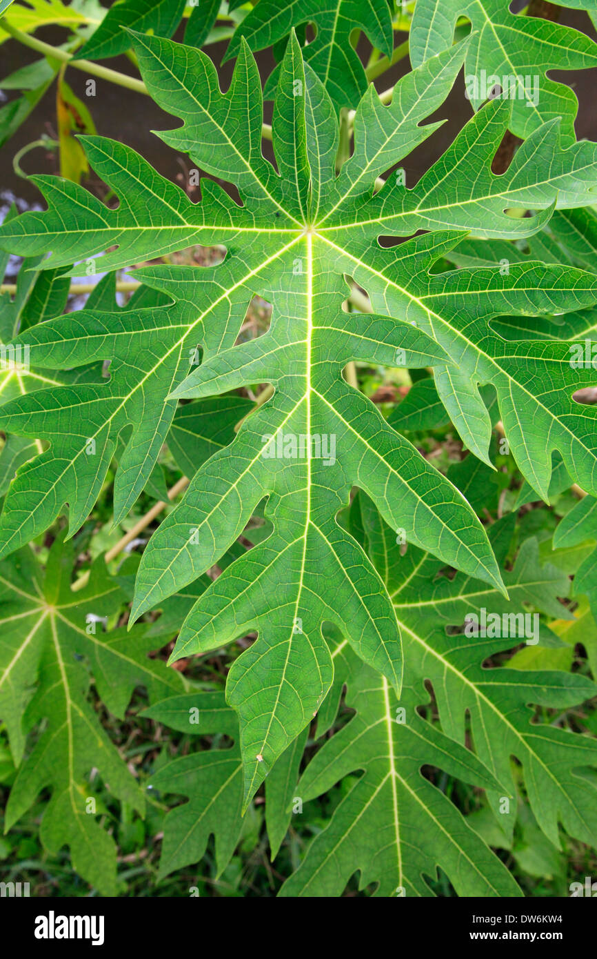 Hikkaduwa, Sri Lanka-Papaya-Baum, Blatt, Stockfoto