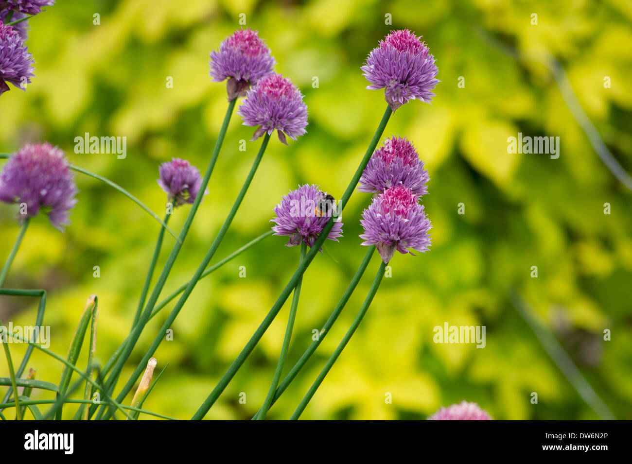 Schnittlauch wächst auf Zuteilung Stockfoto