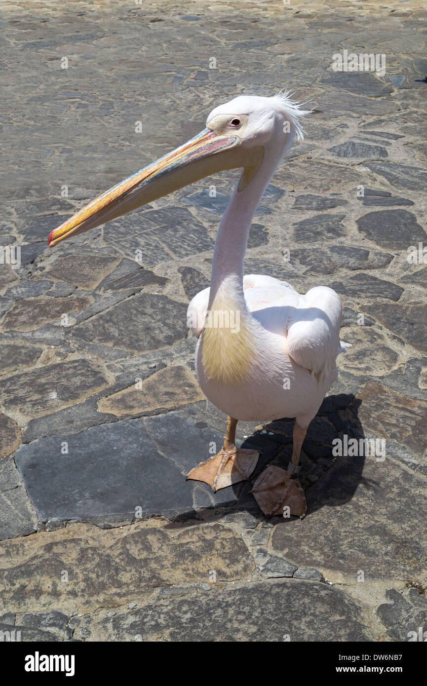 Die berühmten Pelikan von Mykonos-Insel in Griechenland Stockfoto