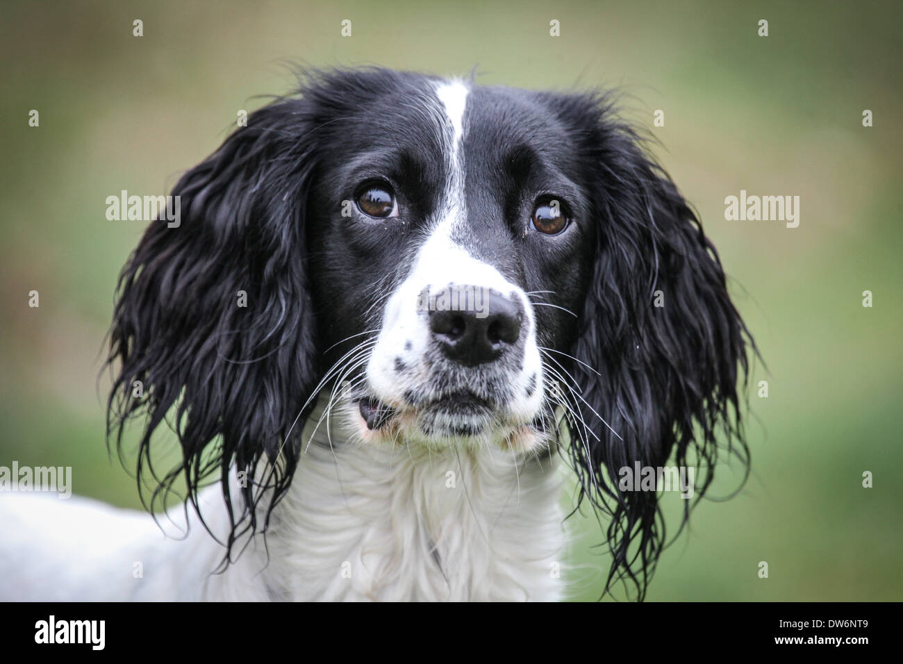 Spaniel Kopf geschossen Stockfoto