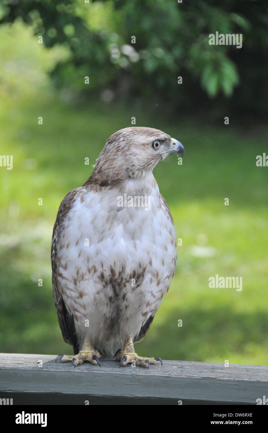 Habicht Raubvogel Stockfoto