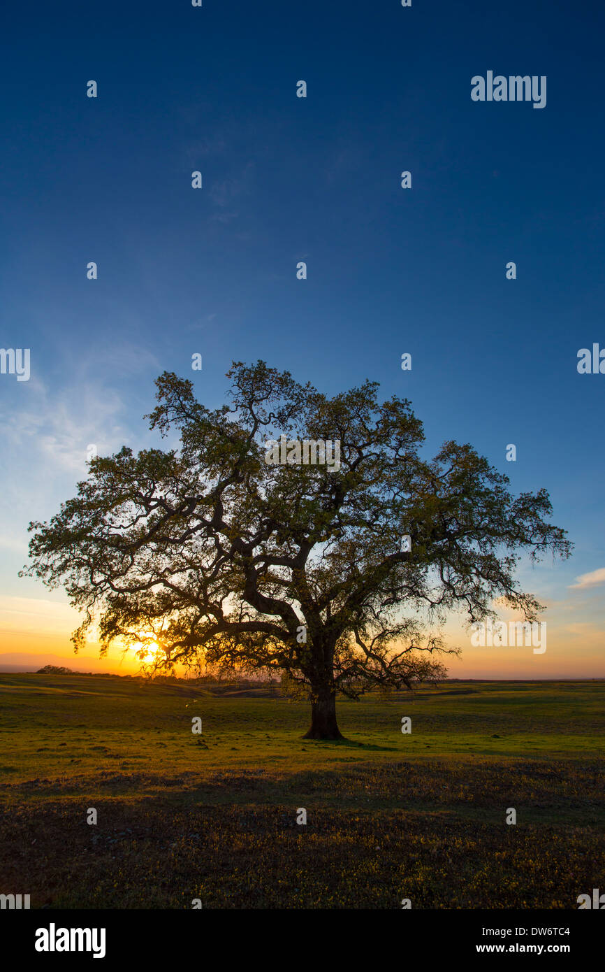 Ein einsamer Eiche Baum bei Sonnenuntergang. Stockfoto