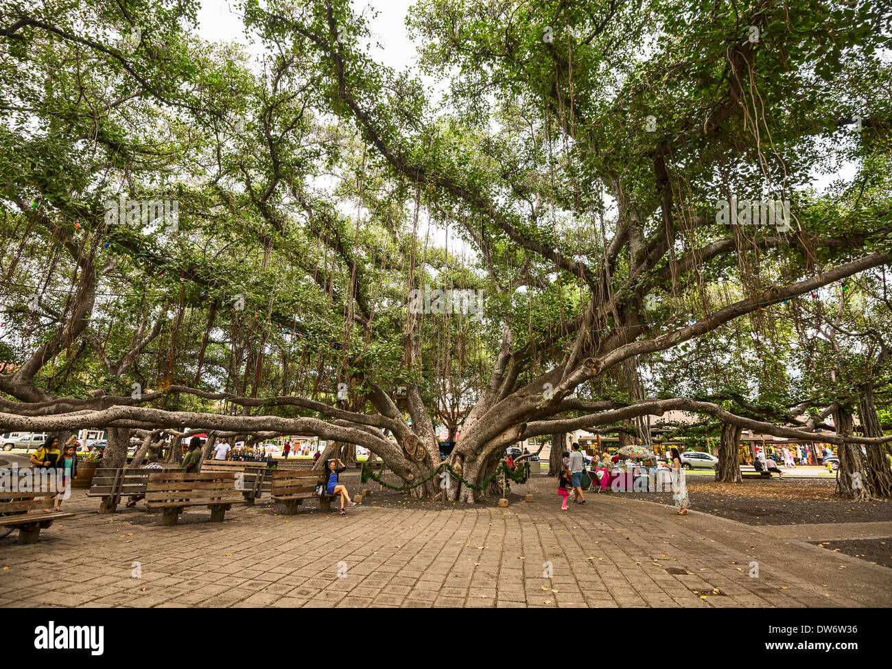 Banyan Tree Park auf Maui, Hawaii. Stockfoto